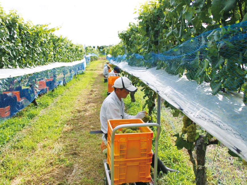 「中伊豆ワイナリーヒルズ」って? ワイン工場を見学してそのまま泊まれる農泊施設 ロクジカチャネル